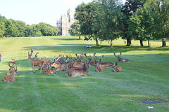 The deer at the heart of it all